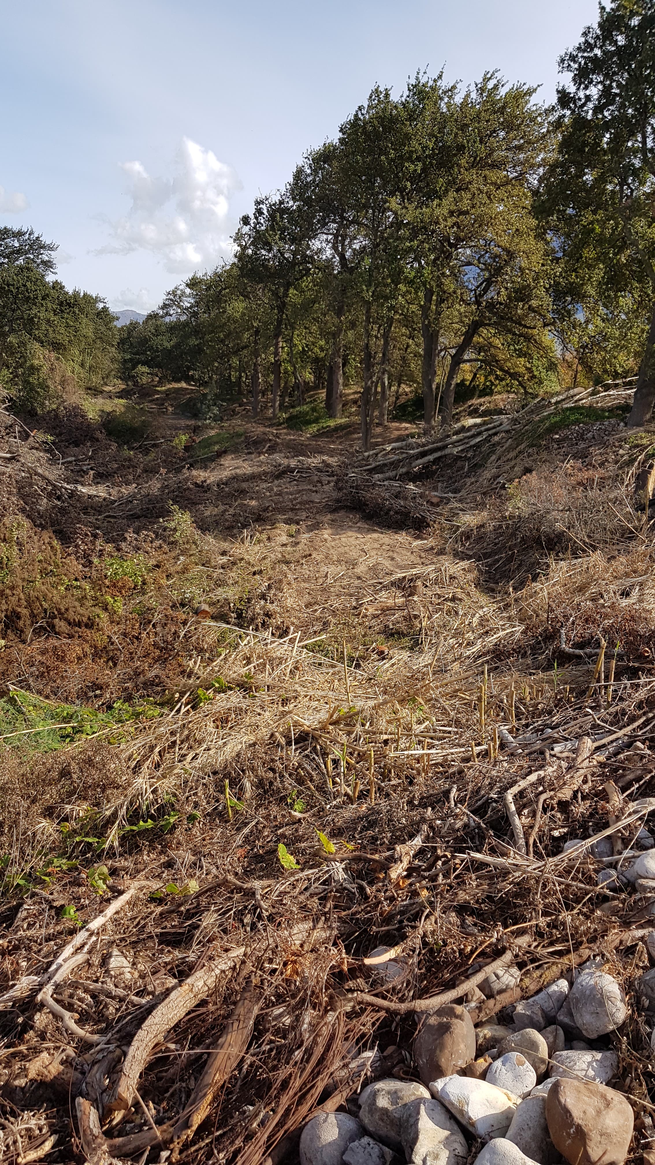 Invasive eucalyptus beside a dry watercourse in the Western Cape.