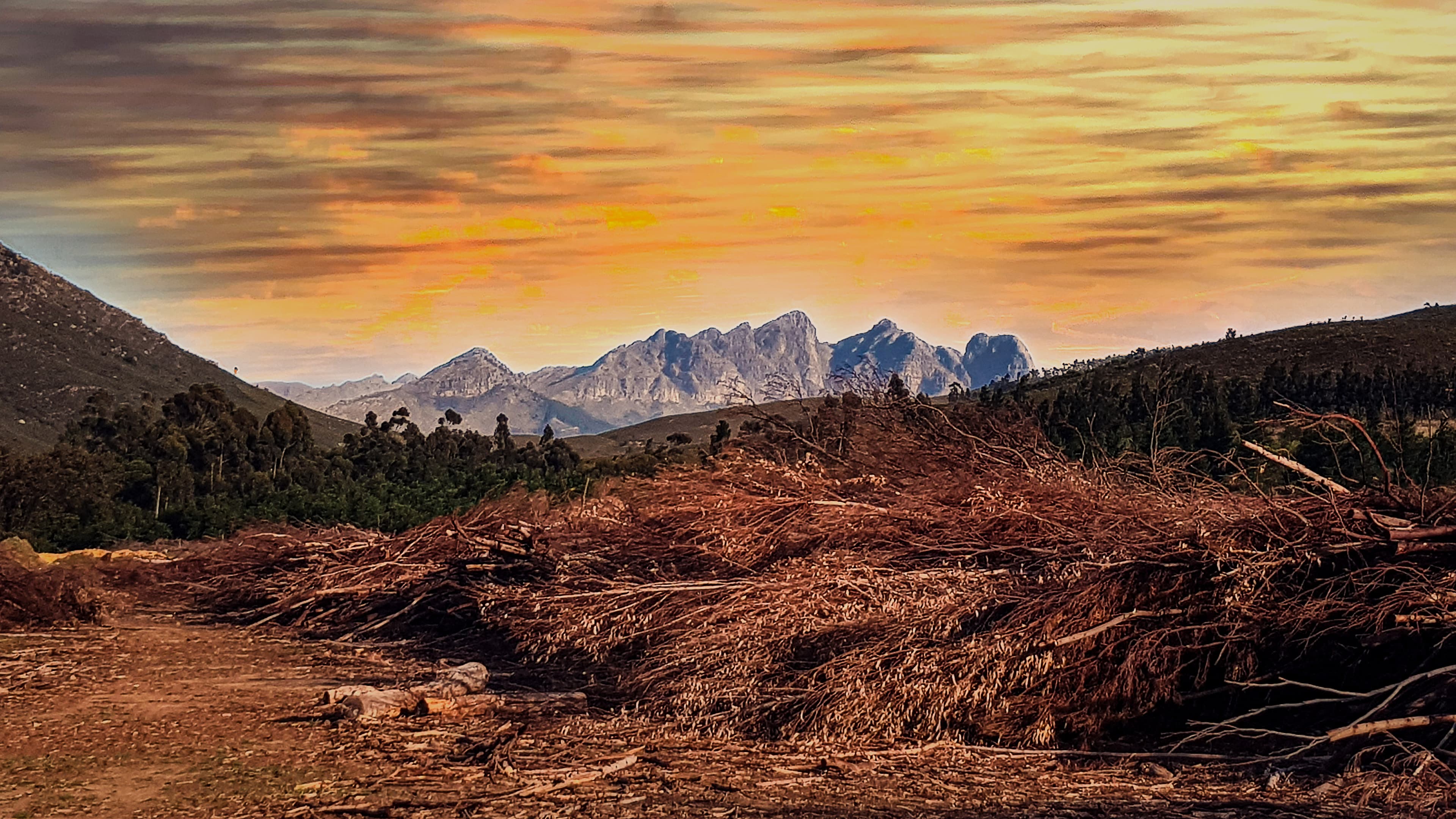 Harvested invasive eucalyptus in the Western Cape landscape