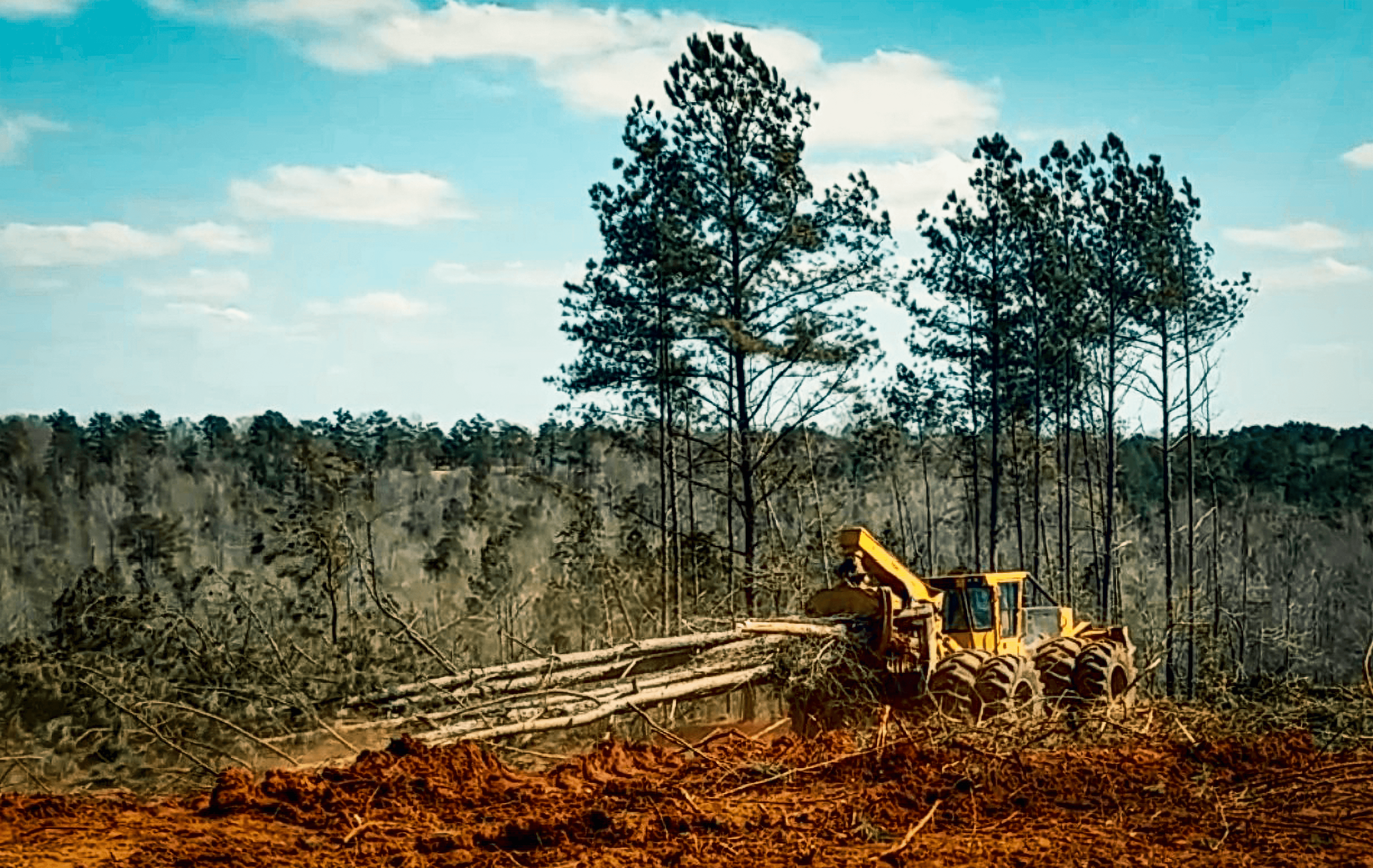 Forestry machine forwarding harvested pine in Georgia.