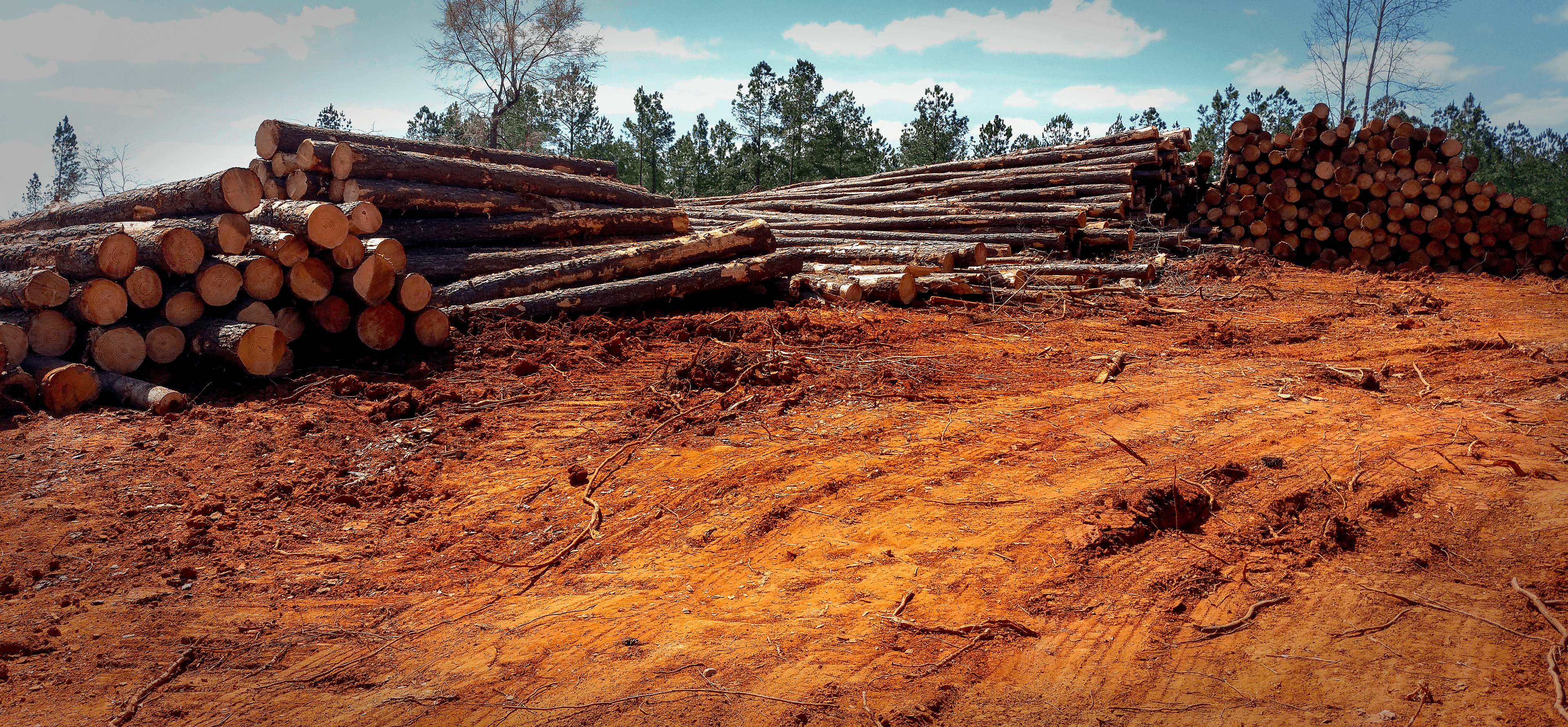 Stacks of harvested pine logs in Georgia.
