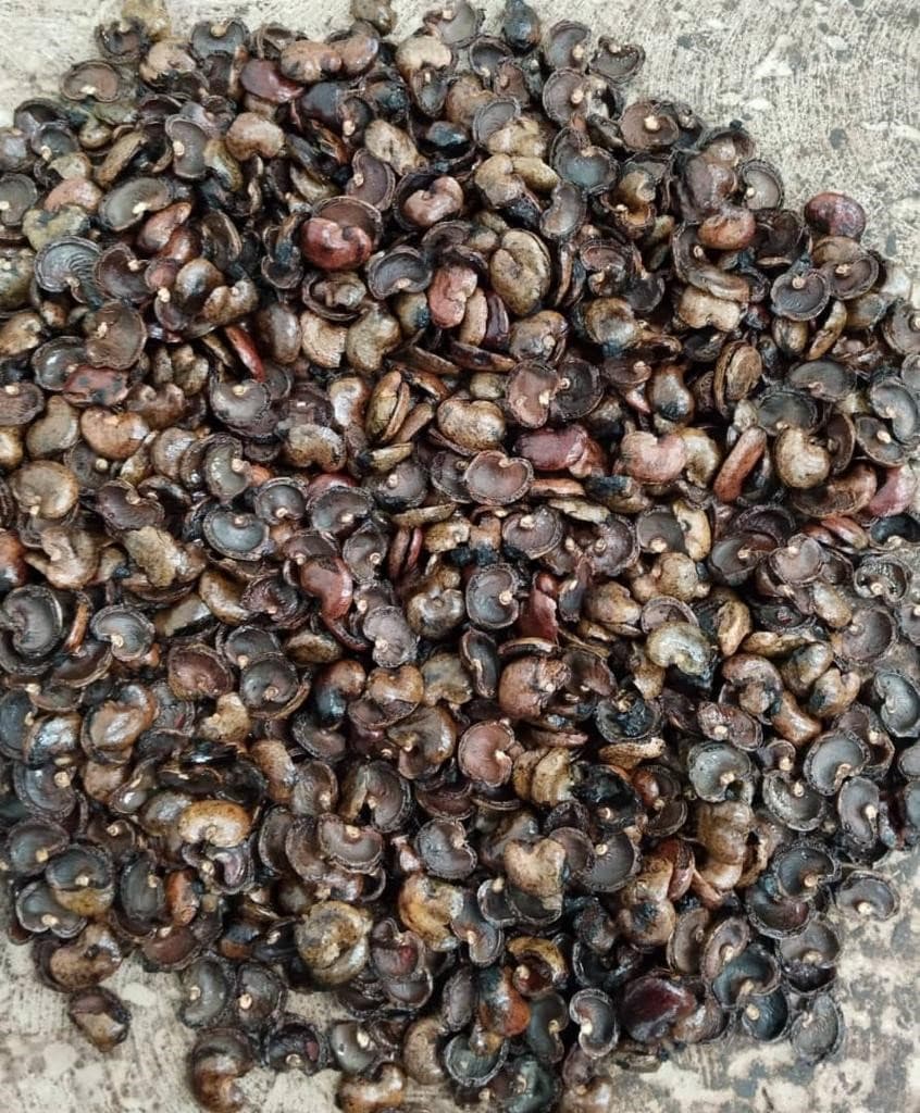 Close-up of cashew shell residue reviewed as part of biomass screening.
