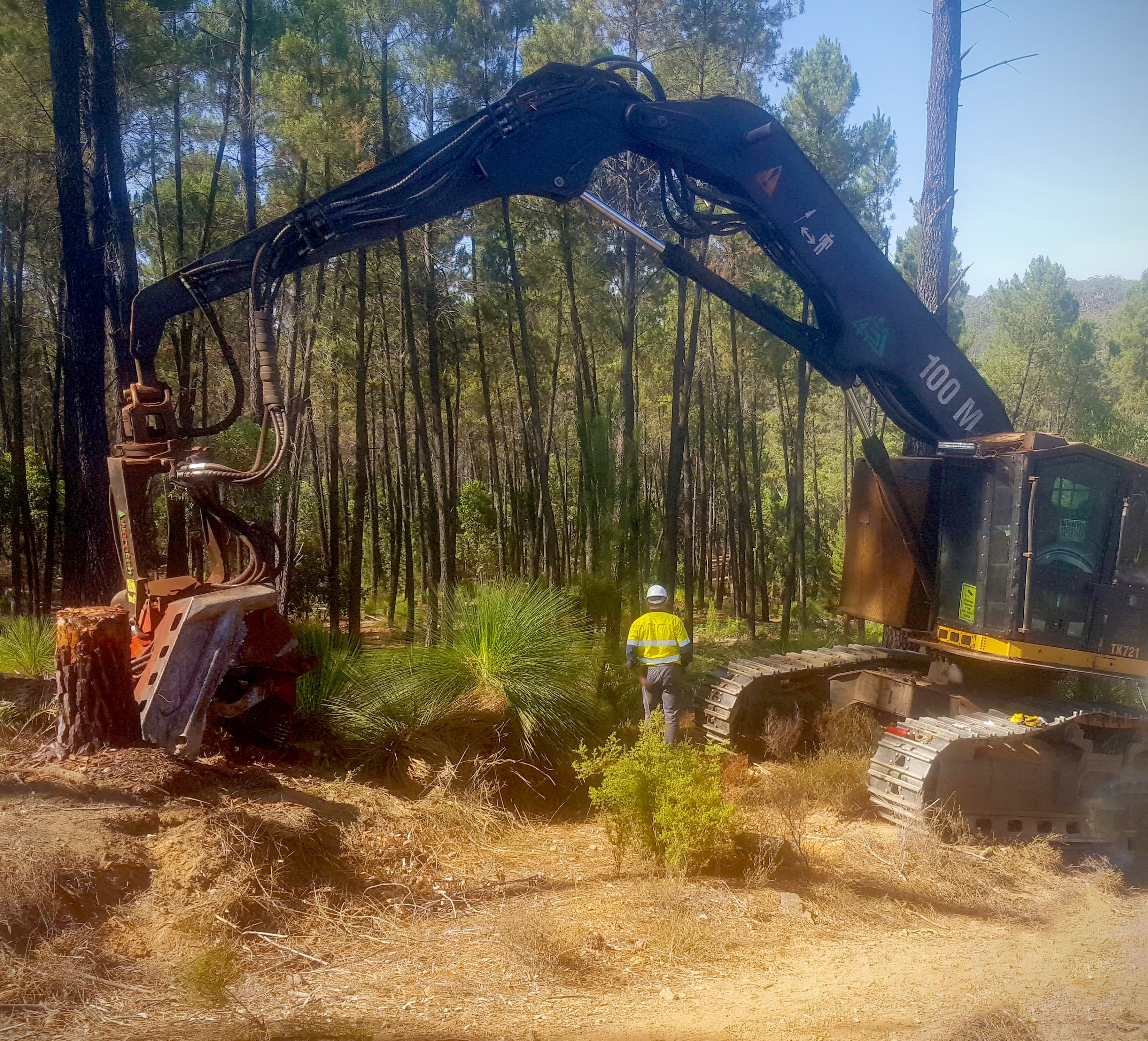 Harvester operating in a eucalyptus plantation in Western Australia.