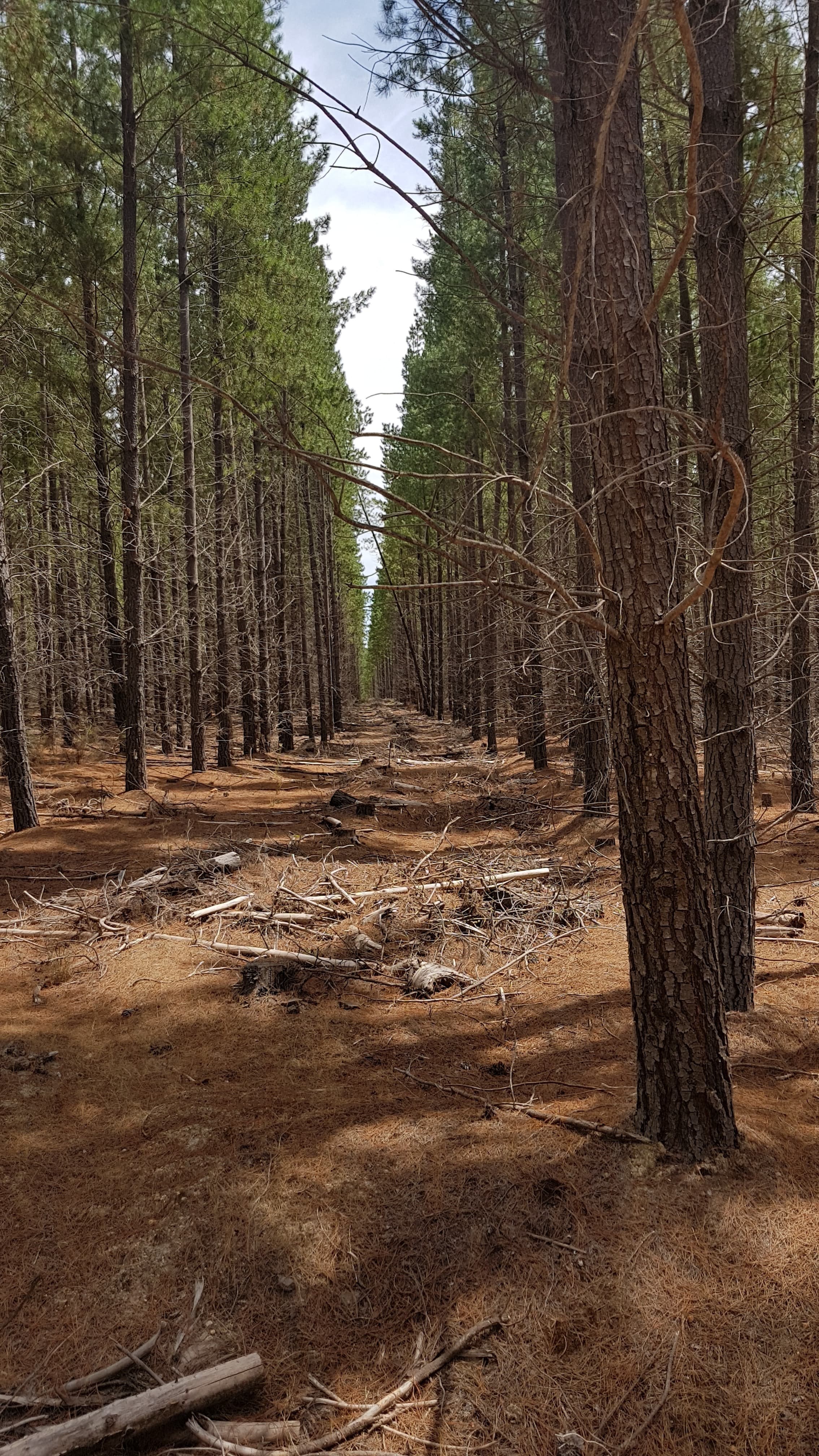 Plantation forest stand in Western Australia.