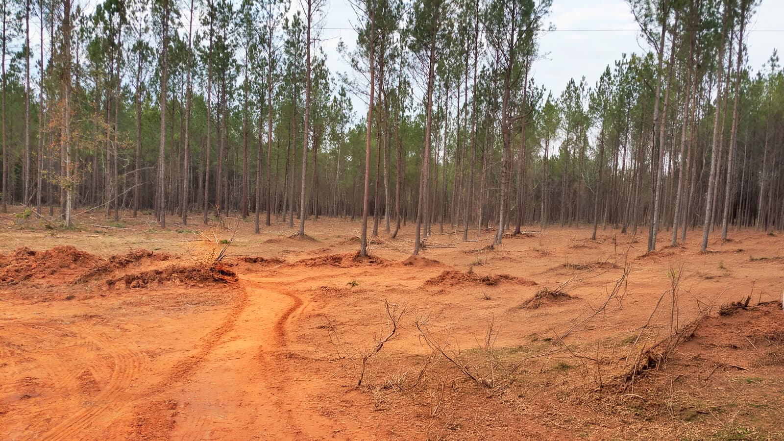 Managed Georgia pine stand used to assess fibre availability and harvesting logic.