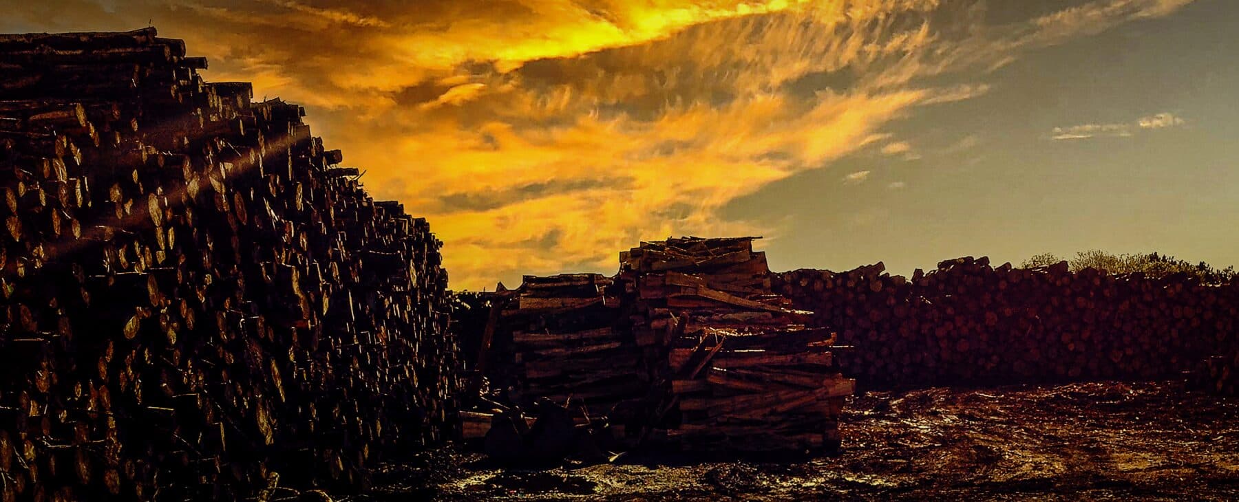 Stacked Sitka spruce logs in a western Scotland log yard at evening light.